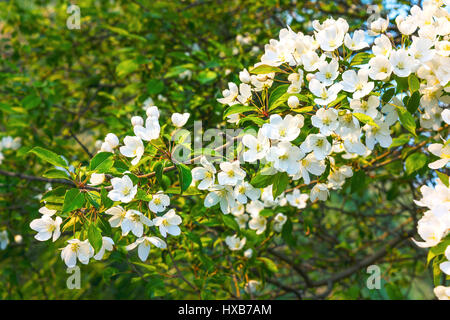 True color bianco perla fioritura melo. Bellissimi fiori di primavera Foto Stock