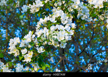 Abbagliante singola bianco Apple Blossom. Bellissimi fiori di primavera Foto Stock