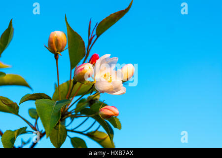 Apple dei boccioli di bianco crema a volte venato rosa sul cielo blu sullo sfondo. Bellissimi fiori di primavera Foto Stock