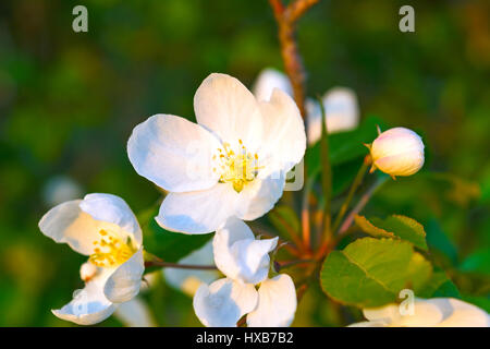 Bianco apple Blossoms con un ciuffo di stami gialli. Bellissimi fiori di primavera Foto Stock