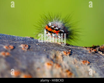 Caterpillar di alta qualità macro Foto Stock