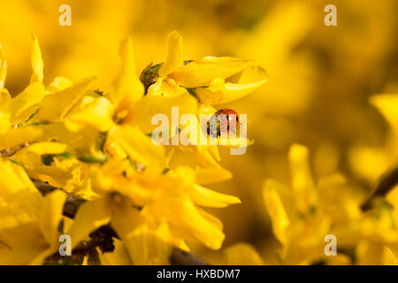 Lady beetle impollinare i fiori Foto Stock