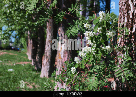 Vicolo di pioppi con foglie di fioritura nel mezzo della molla Foto Stock