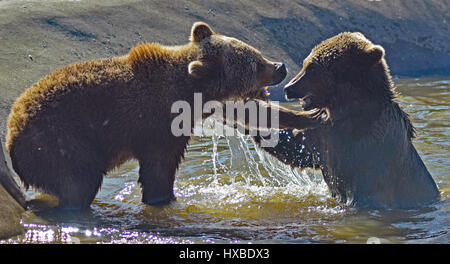 I giovani orsi bruni giocando in acqua - Camperdown Zoo, Dundee Foto Stock