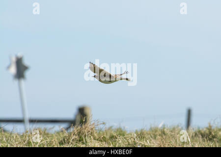 Allodola Alauda (arvense) volando a bassa quota sopra la prateria nel Wiltshire, Regno Unito Foto Stock