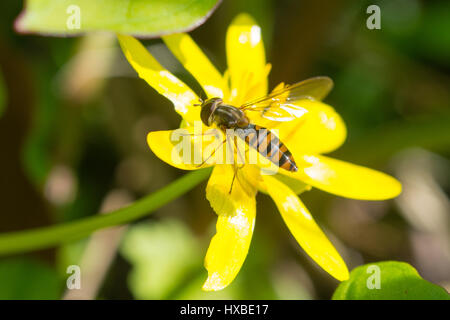 Primo piano di hoverfly su un fiore selvatico di minore celandina (ficaria verna), Regno Unito Foto Stock