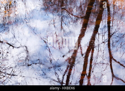 Bella riflessione di rami di alberi in acqua in primavera nel parco. acquerello sfondo astratto in lilla-toni del blu. Foto Stock
