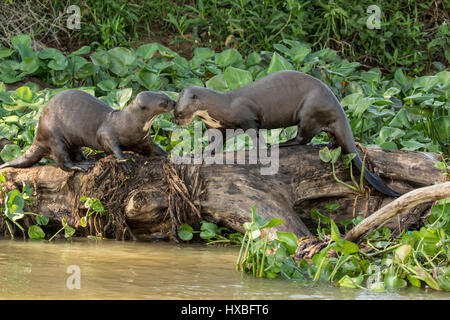 Due giganti di lontre di fiume giocando su un registro lungo la sponda del fiume Cuiaba nella regione di Pantanal, Mato Grosso, Brasile, Sud America Foto Stock