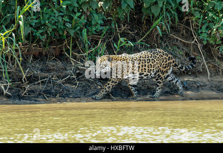 Madre jaguar a caccia di caimano Yacare per se stessa e due lupetti, lungo il fiume Cuiaba nel Pantanal Mato Gosso in Brasile, Sud America Foto Stock
