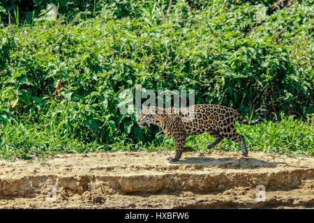 Madre jaguar in esecuzione dopo il caimano Yacare per se stessa e per le sue due lupetti, lungo il fiume Cuiaba nel Pantanal Mato Gosso in Brasile, Sud America Foto Stock