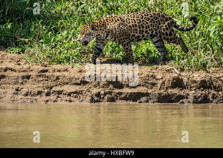 Madre jaguar in esecuzione dopo il caimano Yacare per se stessa e per le sue due lupetti, lungo il fiume Cuiaba nel Pantanal Mato Gosso in Brasile, Sud America Foto Stock