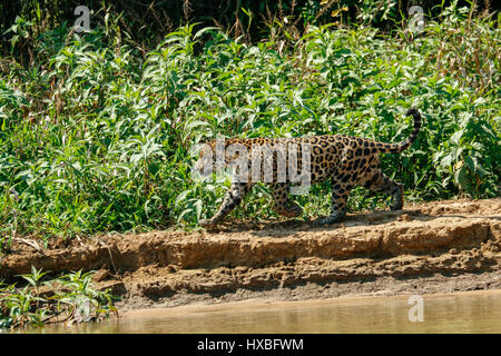 Madre jaguar in esecuzione dopo il caimano Yacare per se stessa e per le sue due lupetti, lungo il fiume Cuiaba nel Pantanal Mato Gosso in Brasile, Sud America Foto Stock