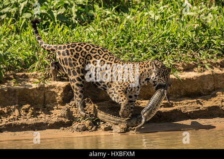 Jaguar femmina che porta un giovane Caimano Yacare che ha appena pescato, sul suo modo di condividere con i suoi due adolescente giaguari, lungo il fiume Cuiaba in Foto Stock