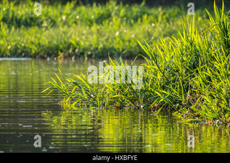 Erbe retroilluminata che cresce in una parte poco profonda della Cuiaba fiume nella regione di Pantanal, Mato Grosso, Brasile, Sud America Foto Stock