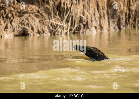 Il fiume Cuiaba nella regione di Pantanal, Mato Grosso, Brasile, Sud America Foto Stock