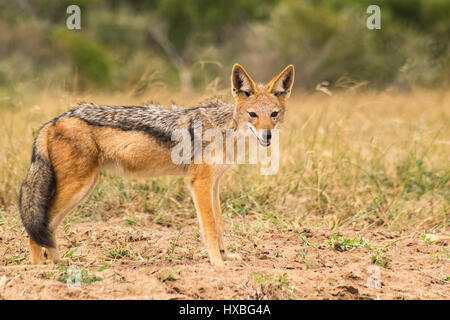 Backup nero o argento Backed Jackal staring Foto Stock