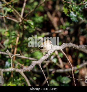 Comune Femmina fringuello, Fringilla coelebs, appollaiate su un ramo in primavera in un giardino nel Surrey, sud-est dell'Inghilterra, Regno Unito Foto Stock