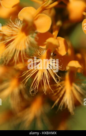 Arancione frange orchid [Platanthera ciliaris].Pennsylvania,USA Foto Stock