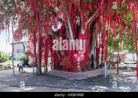 Nastri di colore rosso sul WISHING TREE a Redang Beach in Sekinchan, Malaysia Foto Stock