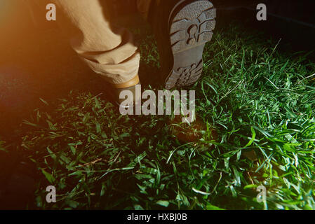 Close-up di piedi scarpe da escursionismo su erba verde vista dal retro Foto Stock