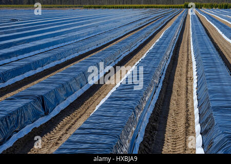 Gli asparagi lunghi letti rivestiti con plastica nera della pellicola in una stagione primaverile. Foto Stock