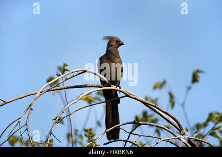 Grigio go-away-bird (Corythaixoides concolor), Adulto arroccato su albero, Kruger National Park, Sud Africa Foto Stock