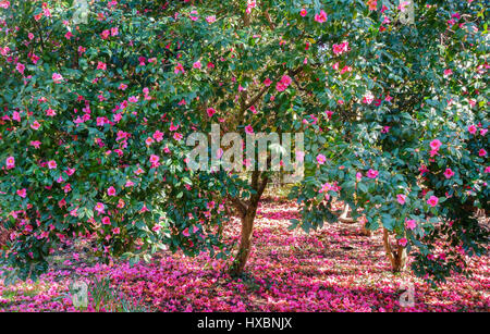 Splendida fioritura Camellia alberi pieni di boccioli rosa circondato da caduta fiori rosa. Foto Stock