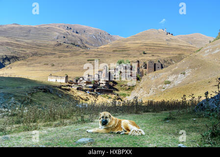 Pastore del Caucaso cane giacciono sul prato vicino al vecchio villaggio Dartlo. Tusheti Riserva Naturale. La Georgia Foto Stock