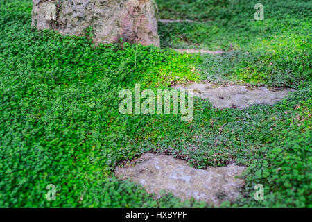 Aggiornamento close up top view macchia verde di piccolo-lasciava in piante con rocce. La natura la configurazione di sfondo. Foto Stock