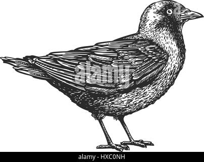 Disegnate a mano bird. Schizzo di animale. Illustrazione Vettoriale Illustrazione Vettoriale