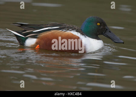 Northern mestolone, (Anas clypeata), maschio, drake, Helston, Cornwall, Inghilterra, Regno Unito. Foto Stock