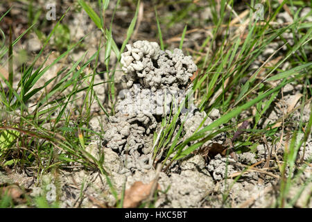 Pedogenic precipita dalla lombrico (Lumbricidae), lombrico pila, Svizzera Foto Stock