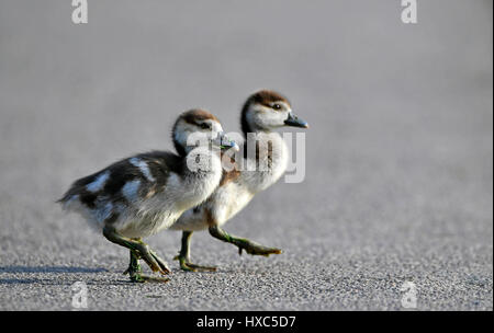 Oche egiziane (Alopochen aegyptiacus), pulcini attraversamento stradale, Baden-Württemberg, Germania Foto Stock