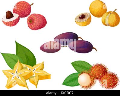 Set di vettore di frutti esotici e bacche. Longan, dacryodes, rambutan, carambole, litchi. Essa ha ottenuto in un stile realista. Per creare modelli, etichette, Illustrazione Vettoriale