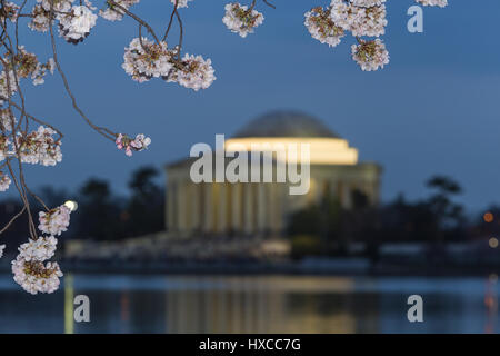 Yoshino albero ciliegio fiorisce il telaio il Jefferson Memorial sul Tidal Basin al crepuscolo in Washington, DC. Foto Stock