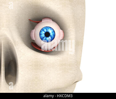 Occhio umano muscoli Extraocular Foto Stock