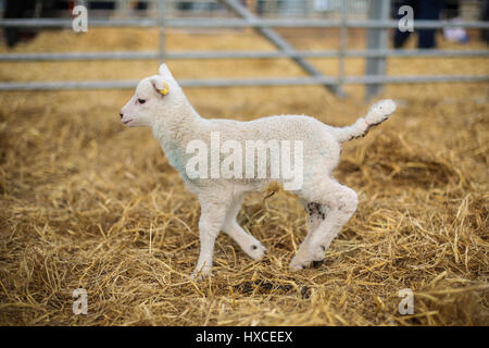 Un neonato di agnello a askham bryan college vicino a York durante la loro annuale figliando domenica evento. La primavera è decisamente sulla strada come agnelli appaiono e la Foto Stock