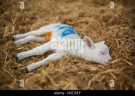 Un neonato di agnello a askham bryan college vicino a York durante la loro annuale figliando domenica evento. La primavera è decisamente sulla strada come agnelli appaiono e la Foto Stock