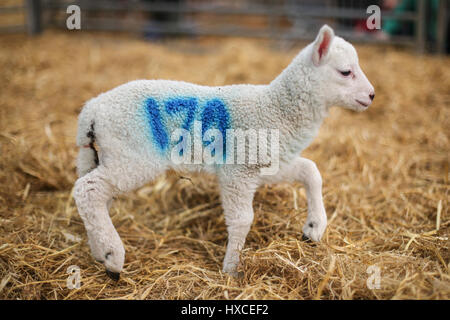 Un neonato di agnello a askham bryan college vicino a York durante la loro annuale figliando domenica evento. La primavera è decisamente sulla strada come agnelli appaiono e la Foto Stock