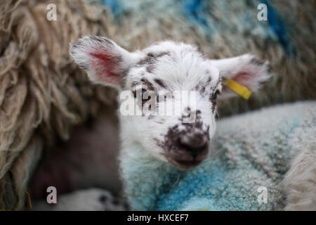 Un neonato di agnello a askham bryan college vicino a York durante la loro annuale figliando domenica evento. La primavera è decisamente sulla strada come agnelli appaiono e la Foto Stock