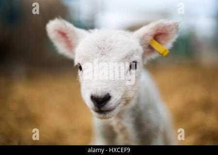 Un neonato di agnello a askham bryan college vicino a York durante la loro annuale figliando domenica evento. La primavera è decisamente sulla strada come agnelli appaiono e la Foto Stock