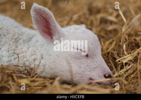 Un neonato di agnello a askham bryan college vicino a York durante la loro annuale figliando domenica evento. La primavera è decisamente sulla strada come agnelli appaiono e la Foto Stock