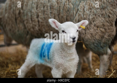 Un neonato di agnello a askham bryan college vicino a York durante la loro annuale figliando domenica evento. La primavera è decisamente sulla strada come agnelli appaiono e la Foto Stock