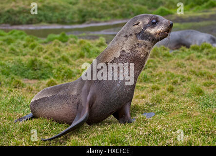 Antartico pelliccia sigillo (arctocephalus gazella), Grytviken Harbour, Georgia del Sud Foto Stock