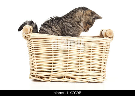 Giovani cat in un cestello, stucchi in un cestello |, Junge Katze in einem Korb |gattino in un cestello| Foto Stock