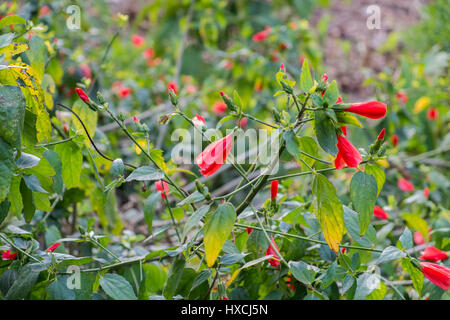 Malvaviscus arboreus Foto Stock