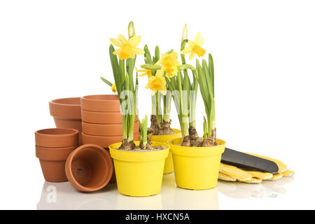 Narcisi con vasi da fiori, narcisi con del vaso di fiori |, Narzissen mit Blumentöpfen |Narcisi con vasi di fiori| Foto Stock