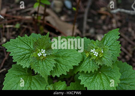 Spray di lamium album, comunemente chiamato white ortica o morti bianche di ortica, Zavet, Bulgaria Foto Stock