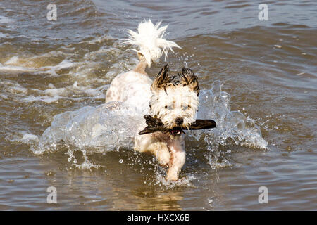 Southport, Merseyside. Il 27 marzo 2017. Regno Unito Meteo. Un bel sole caldo per iniziare la giornata significa "annuncio Max' il Shih Tzu & Jack Russel razza trasversale può andare per un dispositivo di compressione verso il basso sulla spiaggia di Southport nel Merseyside. Credito: Cernan Elias/Alamy Live News Foto Stock