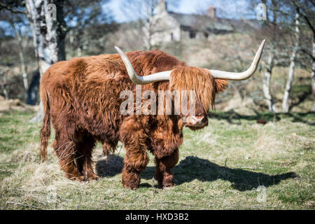 Grantown-on-Spey, Scotland, Regno Unito 27 marzo 2017 UK Meteo: Archie Highland Bull a Muckrach Country House Hotel vicino a Grantown-on-Spey 7 Aviemore sente il calore come le temperature mal di verso 19˚C. Foto Stock